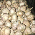 1 Pound Hard Neck Garlic for Planting in Fall, White Garlic Bulb for Planting, Fresh and High Yield, Cold Hardy, Planting Softneck Hardneck