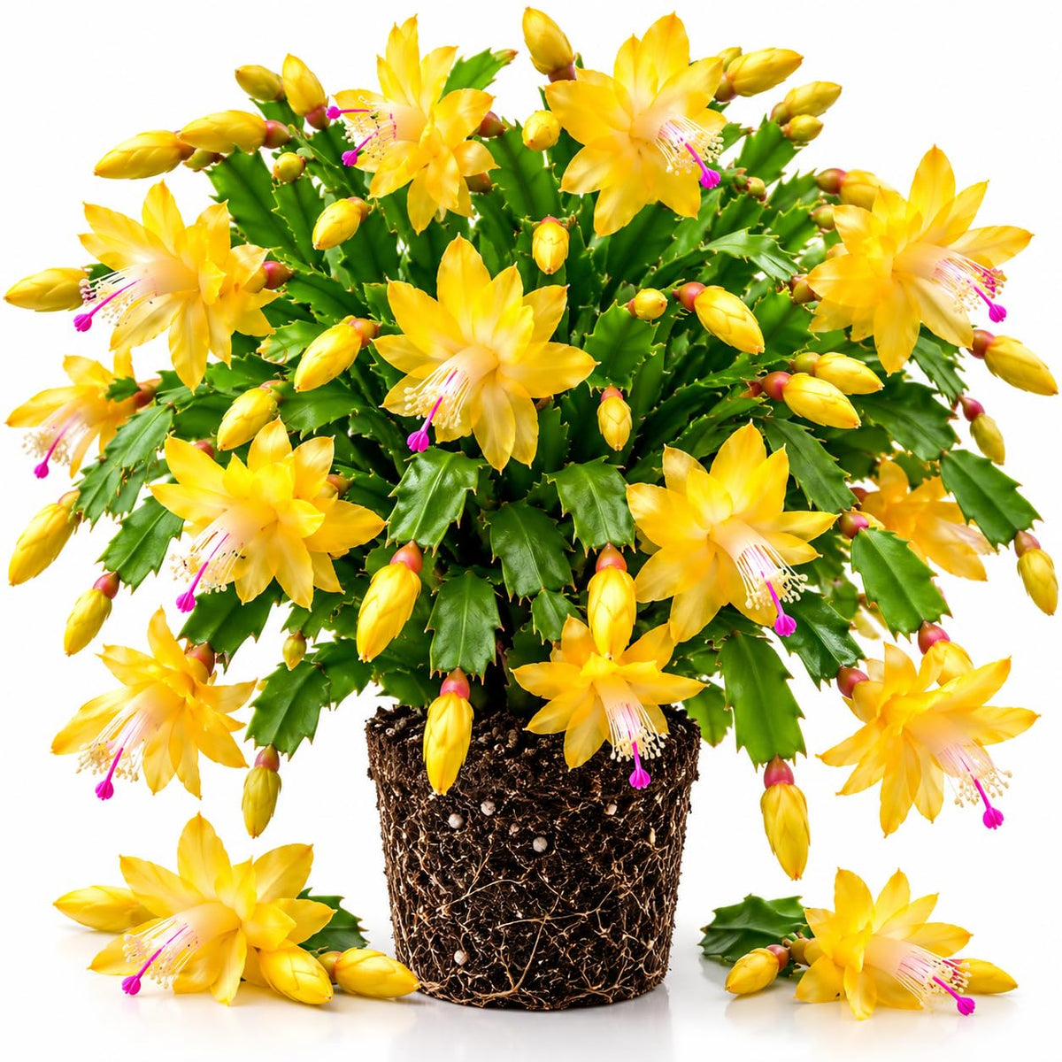 Yellow Christmas Cactus Live Plant, 4-8" Tall, Holiday Cactus