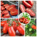 Tomato Plants Live for Planting, Long Red Tomato Plant, 6-8 Inc Tall, Tomatoes for Indoor Outdoor Planting