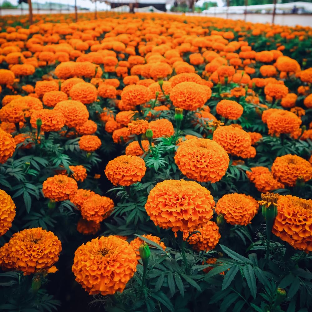 2 Live Marigold Plants for Outside, Orange Marigold Live Plants No Pot, 5 to 7 Inc Tall Starter Plants