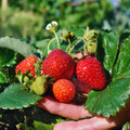 Set 10 Strawberry Bare Roots, Strawberry Plant Live, 5 to 7 Inc Tall, Fruit Garden (Red)