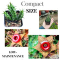 Lifesaver Zebrina Starfish Cactus Cactus Plant, Trailing Cactus Succulent Well Rooted in 2" Pot Ornamental Houseplant for Hanging Basket