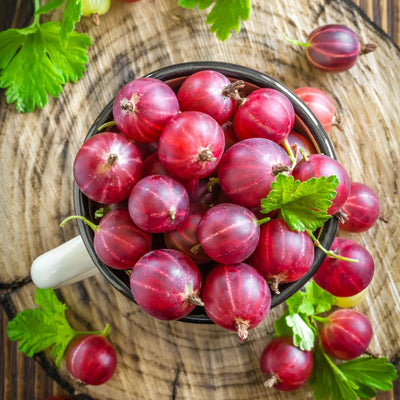 Red Gooseberry Live Plant, 5-7 Inch Starter Plant in Soil, No Pot - Edible Berry Fruit Shrub, Hardy Outdoor Garden Plant