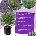 Blue Chaste Vitex Plant Live, Vitex Shrub Live Potted Plant 1-2 Feet Tall
