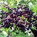 Sweet Elderberry Plant Live Tree 1 Year Old, Perennial Fruiting Shrub, 6-10" in Tall, Spring Planting Outdoor