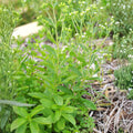 2 Stevia Plants Live Outdoor Indoor, in 4" Pots, Perennial Stevia Herb for Garden Home, 4-6 Inch Tall