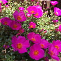 4 Deep Pink Portulaca Live Plants, Moss Rose Portulaca Plants 4-8'' Tall, Rare Flower for Outdoor Garden, Containers or Patio