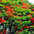 Starter Red Royal Poinciana Tree Live Plant 4-6 Inches in Tall in 4" Pot, Live Flamboyant Tree for Outdoor Planting, Jacaranda Trees Like