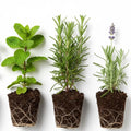 Set 3 Mix Herb Plants, 3-6" Tall Assorted Herb Starter Plants, Rosemary, Lemon Balm, Lavender, Mint and Other Varieties, Without Pot, Fragrant Herbs Plant for Garden