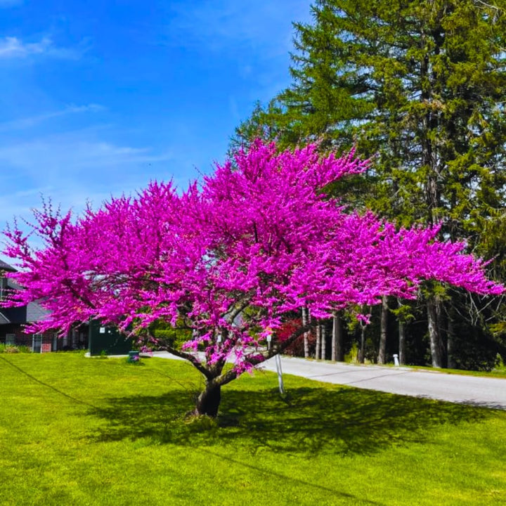 Eastern Redbud Plant Live Tree, Cold Hardy Dormant, 8 Inc to 15 Inches Tall Seedlings, Early Spring Blooms, Purple Flowers Bloom