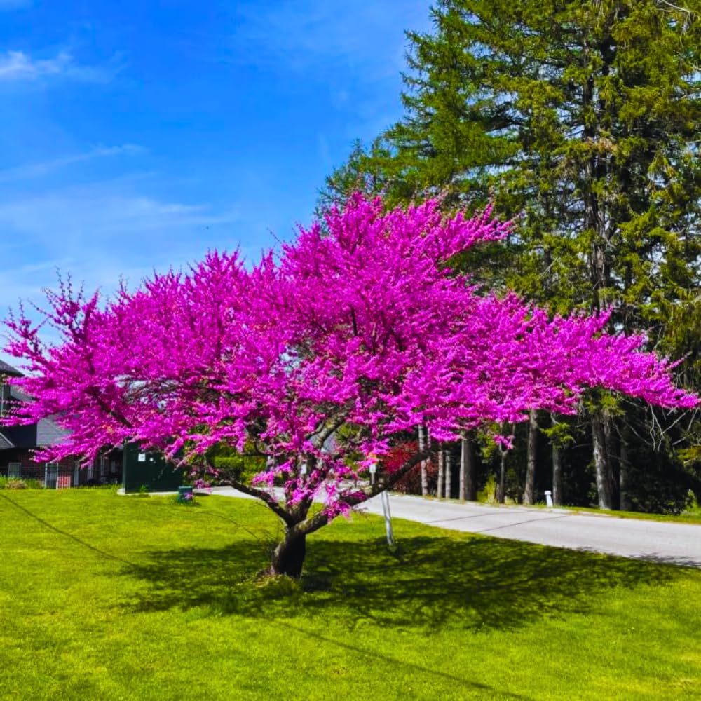 3 Eastern Redbud Trees Live Plants for Early Spring Planting, Dormant Seeding Purple Flowers Red Bud Trees for Growing, 6-12"