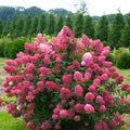 White to Pink Hydrangea Bush Plant Tree Live Shrub, 5-12" Starter Plant Hydrange Tree Plants, Dormant No Leaf in Winter, Cold Hardy Temperate