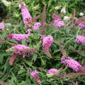 Pink Butterfly Bush Live Plant in 4 Inch Pot Planting Perennial Outdoors Garden Bush Shrub