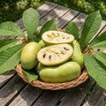 Pawpaw Live Plant, Pawpaw Fruit Tree, 1-2 Ft Tall