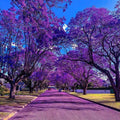 Blue Jacaranda Tree Live, Violet Jacaranda Mimosifolia Plant, 6-8 Inch Tall, Purple Blue Flowering Tree for Outdoor Landscaping