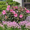 2 Pink Red Hibiscus Plants Live 5-9" in Tall, Hardy Hibiscus Tree Live Plant Year-Round Blooming, No Pot, Outdoor Perennial Planting