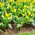 Yellow Calla Lily Bulb, Calla Lily Plant Live Bulb, Calla Lily Bulb for Planting Outdoors, Giant Calla Lily Bulb to Grow