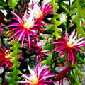 Fishbone Cactus Plants Live for Hanging Basket, Medium Size 4" Pot, Houseplants Epiphyllum Plant, RIC Rac Cactus Plants Live, Pink White Blooms
