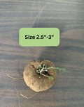 XL Large Stephania Cephalantha Bulb Size 2.5" to 3" Wide, Large Size for Fast Growing Stephania Plant Indoor Outdoor, Erecta Caudex Like, Rare Succulent Houseplant