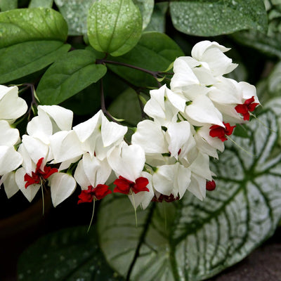 4 Bleeding Heart Plant Live 4–6 Inches, Shade Loving Perennial Flowers for Garden Beds, Borders or Landscape (White Red)