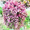 Ruby Necklace Succulent Live Plant, Othonna Capensis Plant, String of Rubies Plant 4 Inch Pot