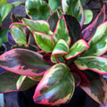 Rare Peperomia Rainbow Plant, Peperomia Tree, 4'' Tall, House Plant for Living Room, Desk