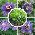 2 Abundant Bloom Deepr Curly Purple Passion Flower Plants Live, Passiflora Live Plant for Trailing, Climbing Trellis Outdoor, 5-9" in Tall, Perennial, Fragrant