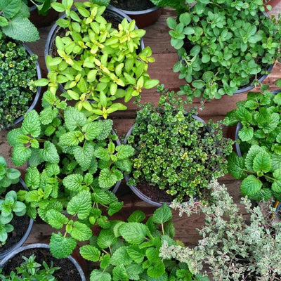 Set 4 Fresh Herb Plants, Fragrant Culinary Herb Collection 3-6 Inch Kitchen and Garden, Assorted Varieties, Bare Root