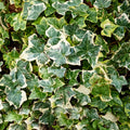 Live English Ivy Plant Indoor, Hardy English Ivy Plant, Variegated English Ivy Plant 4 Inc Pot for Gardening Indoor Outdoor