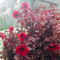 2 Cranberry Hibiscus Plants Live, 4 Inc to 6 Inc in Height, Fragrant Flower Plant, Red Hibiscus Plant Well Rooted for Planting