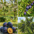 Purple Plum Tree Plant Live, Home Orchard Tree, 3-4 Ft Tall