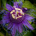 Passion Flower Plant, 4" Pot, Purple Passion Flower Vine Tree for Planting Indoors Outdoors