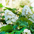 Change Color Hydrangea Live Plant in 2.5 Inch Pot, Hydrangea Trees Shrub Bush Perennial Outdoor Planting (Oakleaf White to Pink Red)