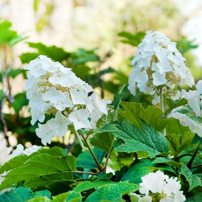 Change Color Hydrangea Live Plant in 2.5 Inch Pot, Hydrangea Trees Shrub Bush Perennial Outdoor Planting (Oakleaf White to Pink Red)