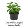 2 Assorted Verbena Plants Live in 4 Inch Pot, Outdoor Flower Plant for Patio Pots, Garden Beds, Borders, 3-6 Inches