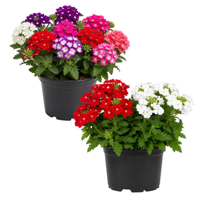 2 Assorted Verbena Plants Live in 4 Inch Pot, Outdoor Flower Plant for Patio Pots, Garden Beds, Borders, 3-6 Inches