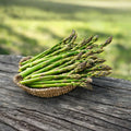 10 Asparagus Bare Roots, Asparagus Crowns for Planting, Hardy Perennial Vegetable Garden Starter Roots (Green Asparagus)