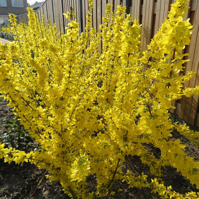 Yellow Forsythia Plants Live for Flowering in 4 Inch Container, Lynwood Gold Forsythia Bush Live Plant, Forsythia Shrub
