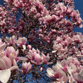 2 Saucer Magnolia Trees Live Plants, Light Pink Magnolia Tree Live Plant in 2.5" Pot, 6-12 Inches