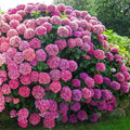 6"-1 Feet Blue to Pink Hydrangea Bush Plant Tree Live Shrub, Dormant, Starter Plant, Change Color, Cold Hardy Variety