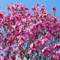 2 Ann Magnolia Trees Live Plants, Deep Pink Magnolia Shrub Tree Live Plant in 2.5" Pot, 6-12 Inches