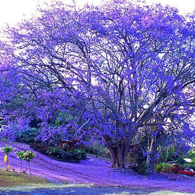 Jacaranda Tree Live Plant, 6-10 Inch Jacaranda Seedling, Purple Blue Flowering Tree for Outdoor Landscaping