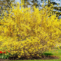 Forsythia Plants Live in Pot, 8 to 10 Inch Tall Lynwood Gold Forsythia Plant Potted, Forsythia Plants for Indoor Outdoor Garden
