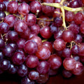 Grape Plant Live Potted, Fruit Vine Starter Plant 5-8 Inches, Hardy Climbing Seedless Grape Vine for Backyard Garden or Trellis (Red Grape)