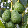 Avocado Tree Live Plant, Live Avocado Plant Seedling, 6 to 9 Inc Tall for Garden