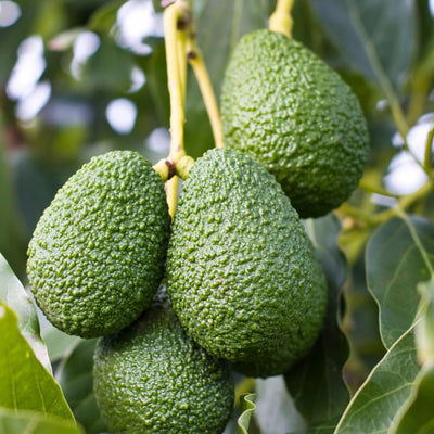 Avocado Tree Live Plant, Live Avocado Plant Seedling, 6 to 9 Inc Tall for Garden