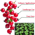 Live Currant Bush Plant Fast Growing, Ready Bear Fruit Within 1 Year - No NC, WV, NH, 6-14" Tall, Great for Backyard or Orchard Growing, Currant Plant (High-yielding)