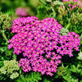 Pink Yarrow Plant Live, Quart Pot, 4 to 6 Inches Tall, Live Yarrow Plant Gardening