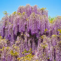 Purple Wisteria Tree Live Plant 9 Months Old Tree in 2.5 Inch Pot, Wisteria Live Plant, Wisteria Vine Plant, Perennial Flowers