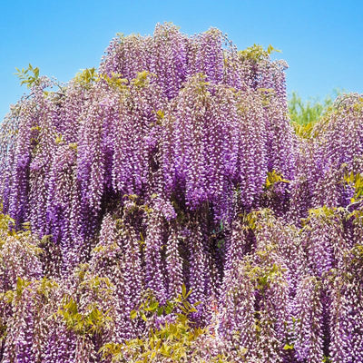 Purple Wisteria Tree Live Plant 9 Months Old Tree in 2.5 Inch Pot, Wisteria Live Plant, Wisteria Vine Plant, Perennial Flowers